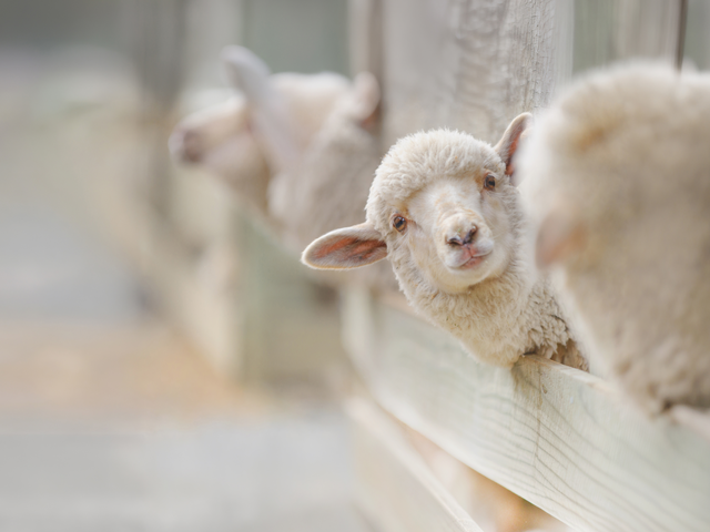 Ein neugieriges Schaf schaut aus einem Stall heraus