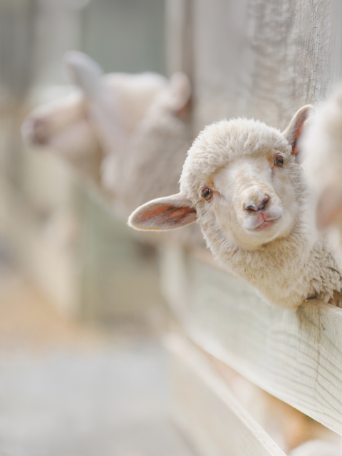 Ein neugieriges Schaf schaut aus einem Stall heraus