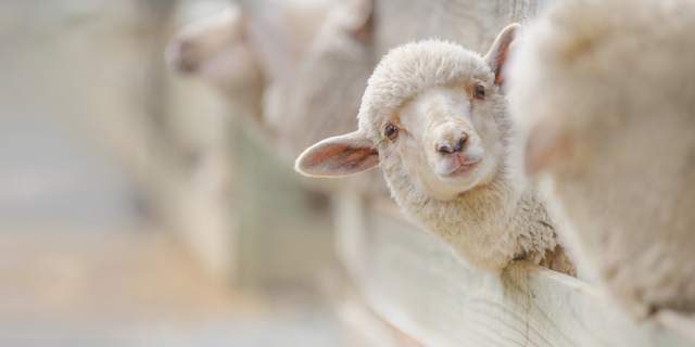 Ein neugieriges Schaf schaut aus einem Stall heraus