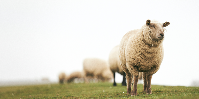 Schafe auf einem Deich