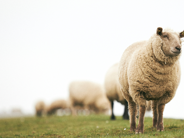 Schafe auf einem Deich