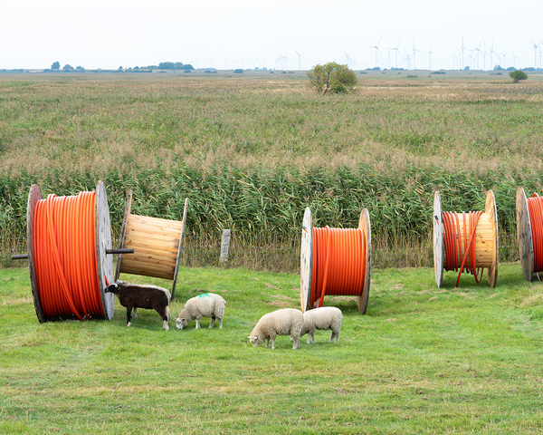 Schafe weiden vor großen Holztrommeln mit orangefarbenen Glasfaserkabeln auf einer Wiese in Nordfriesland
