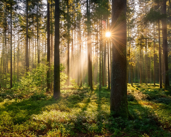 Viele Bäume in einem Wald bei Sonnenschein