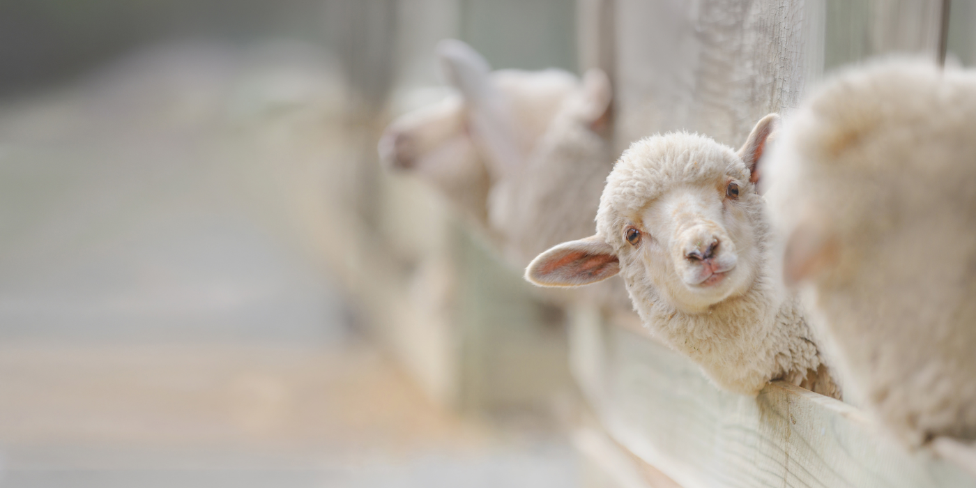 Mehrere Schafe schauen neugierig über einen Holzzaun – Symbol für ländliches Leben in Husum, wo Glasfaser für schnelles und stabiles Internet sorgt.