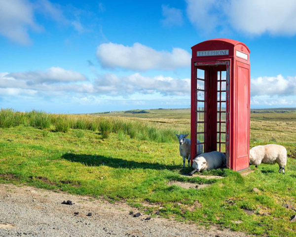 Rote Telefonzelle auf Wiese mit Schafen.